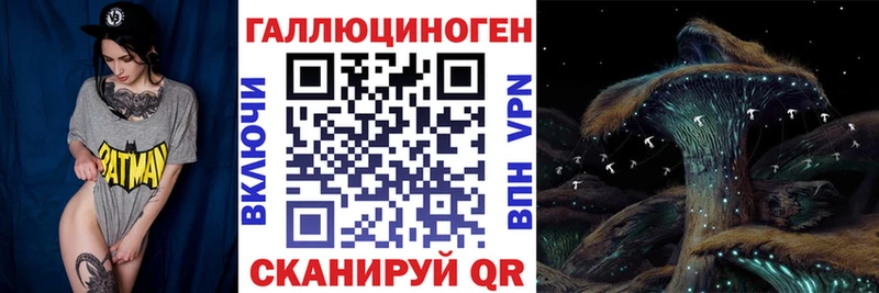 mega   Вольск  Галлюциногенные грибы Cubensis 