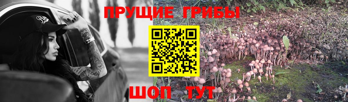 Псилоцибиновые грибы Psilocybine cubensis Вольск